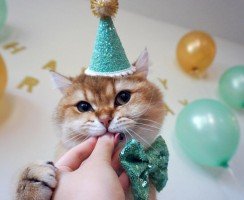 Знаменитый кот из Лос — Анджелеса празднует свой День Рождения