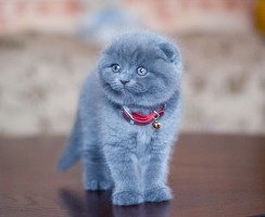 Как ухаживать за котятами