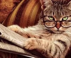 10 самых умных пород кошек