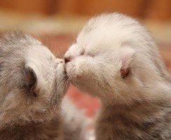 О глазках новорождённых котят