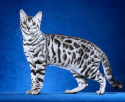 Бенгальская кошка: леопард в миниатюре