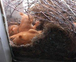 Белочка в доме творчества Омска