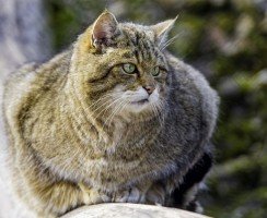 Дикий лесной кот: особенности одинокого хищника