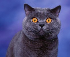 Кто такие британские кошки: описание породы, её особенности и разновидности