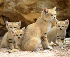 Барханный кот: особенности породы