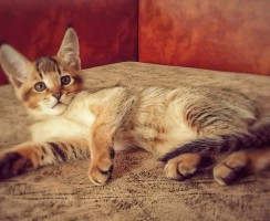 Чаузи: преданная домашняя пума