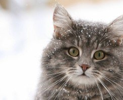 Кошки: описание всех пород