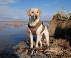 Охотничьи породы собак: фото с названиями