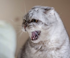 Почему мяукает кошка