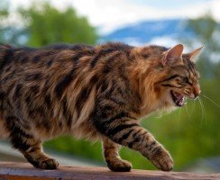 Бесхвостые породы кошек: миниатюрные рыси и яркие индивидуальности