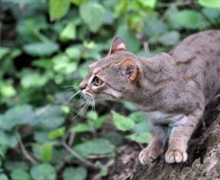 Ржавая кошка: обаятельная маленькая хищница