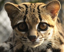 Особенности дикой длиннохвостой кошки