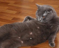 Сколько сосков у кошек и котов