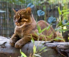 Дикая золотая кошка и её особенности