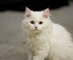 Кимрик: описание породы, особенности содержания и ухода