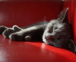 Окрасы кошек: от угольного до белоснежного