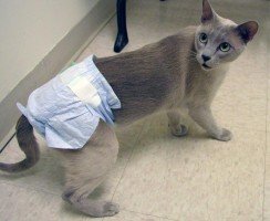 Как правильно выбрать и использовать кошачьи подгузники