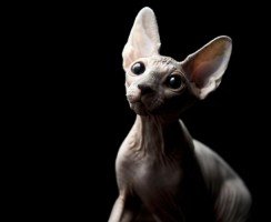 Лысые кошки: описание и история пород