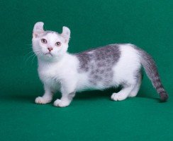 Коротконогие потомки манчкинов — кинкалоу