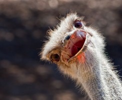 Самые тупые животные в мире — топ 10 обделённых интеллектом
