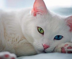 Као мани: белый бриллиант