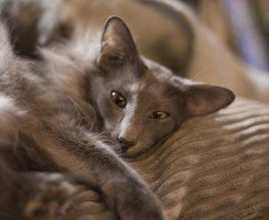 Яванез: описание породы