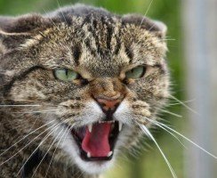 Кошки-злюки, или У каких пушистых питомцев самый скверный характер