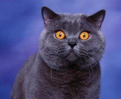 Как назвать британского котёнка
