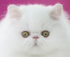 Персидская кошка — самая роскошная и требовательная порода