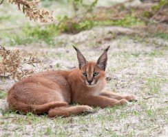 Каракет — диванная рысь