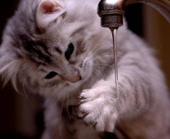 Котёнок не пьёт воду: чем это опасно