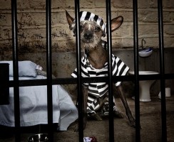 Собака-убийца: питомец, приговорённый к пожизненному заключению