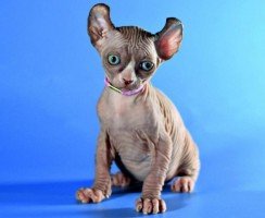 Кошка породы эльф: сказочная нежность