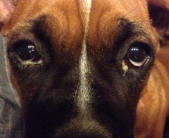 Гной в глазах собаки — причины и способы удаления