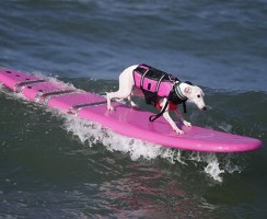 Собаки-сёрферы: отважные псы, которым покорились волны