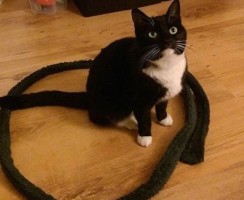 Как поймать кота в ловушку