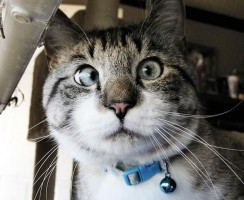 Самый милый косоглазый кот