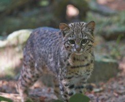 Чилийская кошка: маленький хищник из Южной Америки