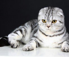 Шотландская вислоухая кошка — стандарт породы, характер, особенности содержания