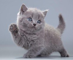 Котёнок учится ходить: нужна ли помощь