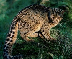 Мраморная кошка: красавица из юго-восточной Азии с карими глазами