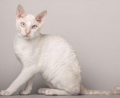 Немецкий рекс: особенности породы