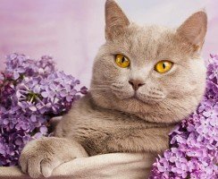 Особенности ухода за британскими кошками: как продлить жизнь своему питомцу