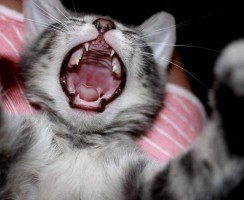 Смена зубов у кошки: что нужно знать владельцу