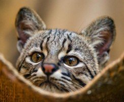 Кошка Жоффруа: маленькая южноамериканская красавица