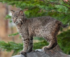 Первозданная красота: породы кошек, похожих на рысь