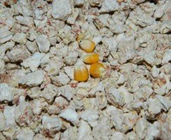 Кукурузный наполнитель для лотка «Золотой кот»: разбираемся в составе и особенностях