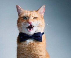 Будет кот, будет и анекдот