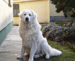 Лучшие сторожевые собаки для частного дома