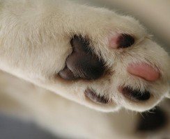 Сколько пальцев должно быть у кошек